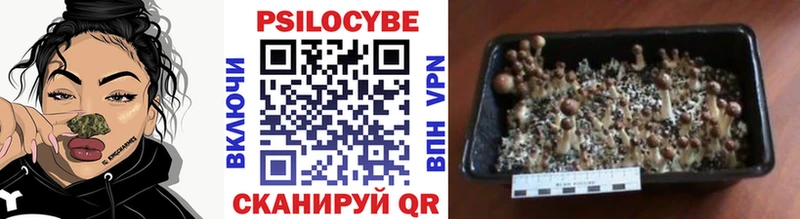 Галлюциногенные грибы Psilocybine cubensis  Купить  Кондрово 